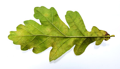 green sheet of oak on a white background