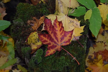 autumn leaves on the ground
