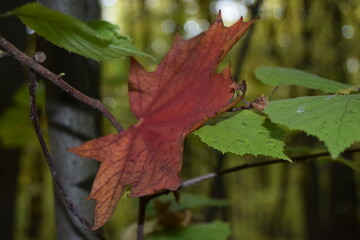 red maple leaf