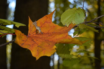 autumn maple leaves