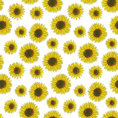 Sunflowers hand draw illustration, Isolated on white, Seamless Pattern