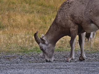 Closeup view of bighorn sheep (Ovis canadensis) with brown fur licking stones on a remote gravel road in Kananaskis Country, Alberta, Canada.