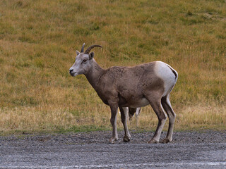 View of single female bighorn sheep (Ovis canadensis) with brown fur standing beside gravel road in Kananaskis Country, Alberta, Canada in the Rockies.