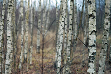 bare birch trees