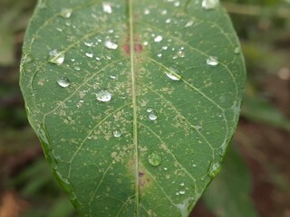 water drops on a leaf