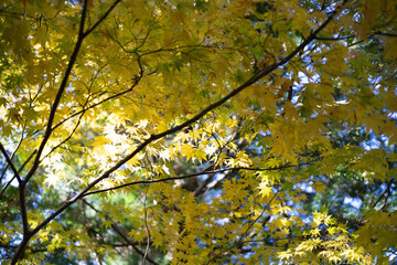 Maple, Autumn Leaves, Yellow leaves