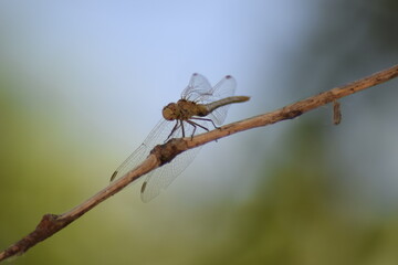 spider on a leaf