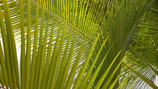 Tropical coconut palm leaf swaying in the wind with sun light, Summer background, slow motion. Green leaves