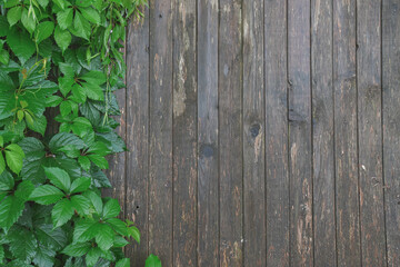 the wooden surface is wet after the rain, a branch with rich green leaves from the edge of the frame