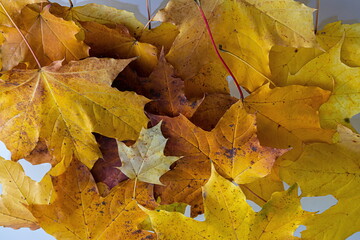 Colorful background of autumn maple tree leaves background close up. Multicolor maple leaves autumn background