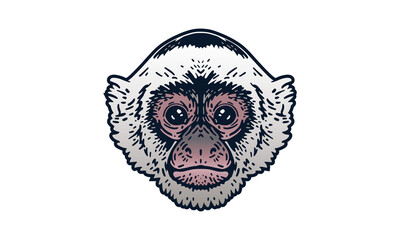 Capuchin head illustration, vector, hand drawn, isolated on light background.