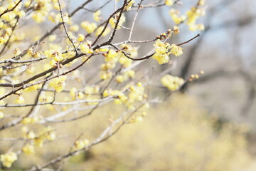 蝋梅, 植物, 花, ロウバイ, 早春, 青空, ２月, 冬, イメージ, ろうばい, 春イメージ, 自然, 春, 花びら, 黄色, 風景, 枝, 屋外, 蕾, 空, 明るい, 晴れ, 青色, 快晴, 空色, 爽やか, 美しい, イエロー, フラワー, 綺麗, 木, 可愛い, 可愛らしい, 可憐, 鮮やか, 屋外で, 繊細な, 色, 満開, 晴天, 景色 