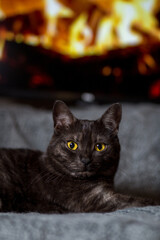 Close-up of a dark cat on the background of fire in the fireplace