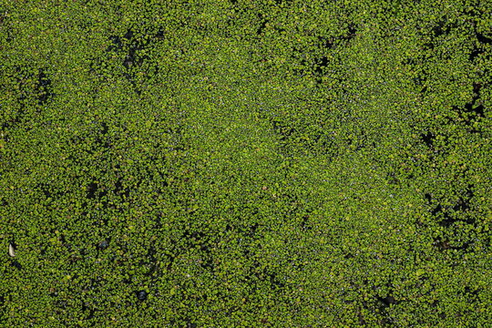 duckweed or lesser duckweed, is an aquatic freshwater plant on green background