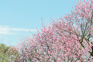 ピンクの梅と爽やかな青空