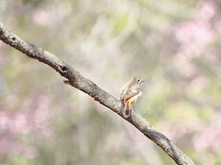 野鳥｜ジョウビタキのメス