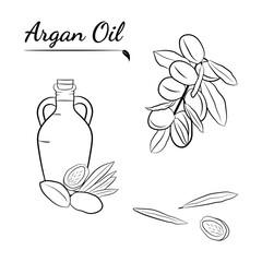 Organic essential oil sketch. Vector set of hair ingredients.Organic hand  drawn elements. Argan nuts, branch, bottle oil.