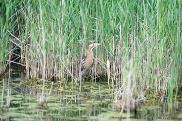 The Eurasian bittern or great bittern (Botaurus stellaris)