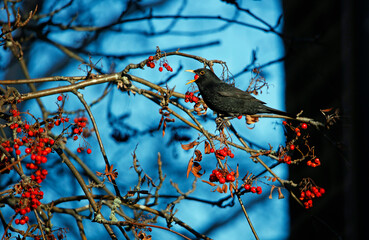 Blackbird feasting on rowan berries