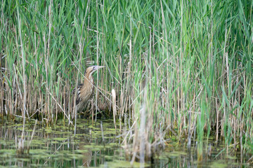 The Eurasian bittern or great bittern (Botaurus stellaris)