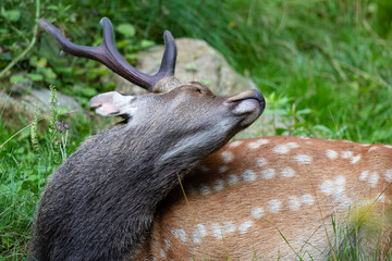 Sikahirsch