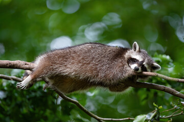 Ein Waschbär schläft im Baum