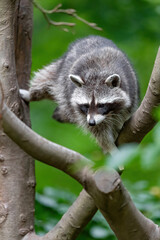 Ein Waschbär klettert im Baum herum