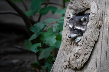 Ein Waschbär schaut aus seiner Baumhöhle