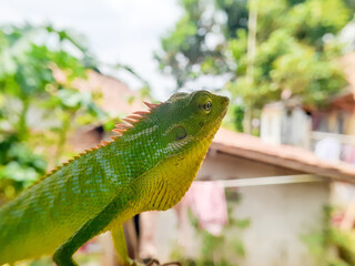 green iguana on a branch