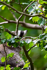 Ein Waschbär klettert im Baum herum