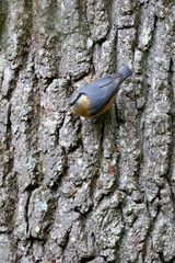 Ein Kleiber sitz an einem Baumstamm