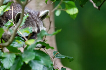 Ein Waschbär schaut durch Laub hindurch
