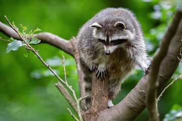 Ein Waschbär klettert im Baum herum