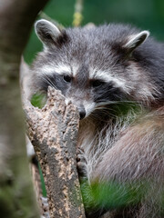 Ein Waschbär ruht in einem Baum