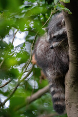 Ein Waschbär schaut