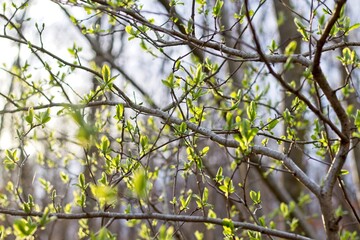 green leaves on a branch