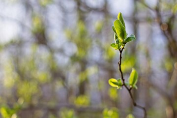 green leaves on a branch
