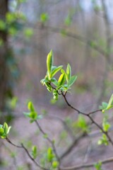 green leaves on a branch