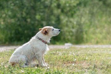 long-haired dog Jack Russell terrier sits on the road among midges during a walk in nature during a warm day