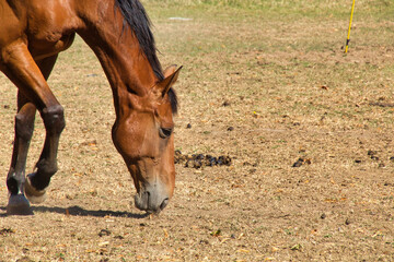 Fototapeta premium horses in a field