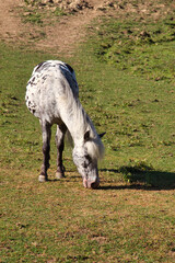 horses in a field