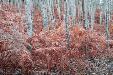 Autumn landscape. Orange leaves. Fall walk.