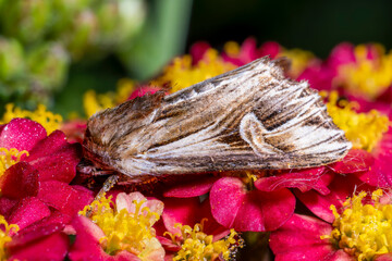 Moth on a red primrose flower, close-up