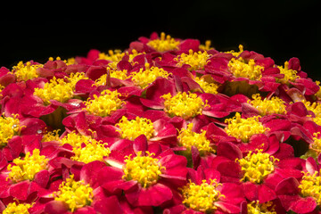 A clearing with red Primula flowers and close-up yellow stamens.