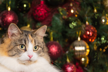 Funny fluffy tricolor cat with yellow eyes on the background of a decorated Christmas tree: a place for text, merry Christmas decorations, happy new year