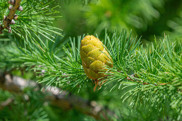 Young green fluffy branches with larch cones Larix decidua Pendula in spring. A branch of a larch tree with a green immature cone close-up. - obrazy, fototapety, plakaty