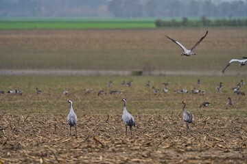 Fischland Dass Natur
Outdoor