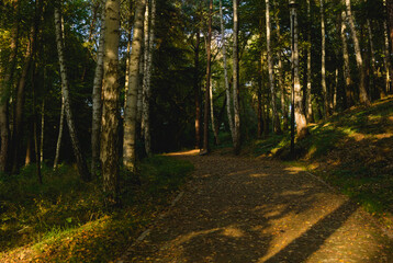 path in the forest