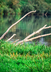 A wooden snag against the green trees in the distance sticking out of the river wavy surface with reflections. Autumn scenery in the setting sun. Selective focus.