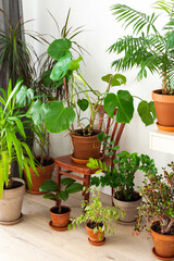 The unity of nature and people, home green plants in brown clay pots in the corner of the room near the window, an old sewing machine with flowers, biophilic design